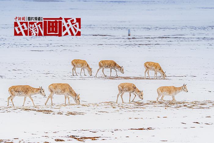 在國(guó)家公園里與“神奇動(dòng)物”同行 