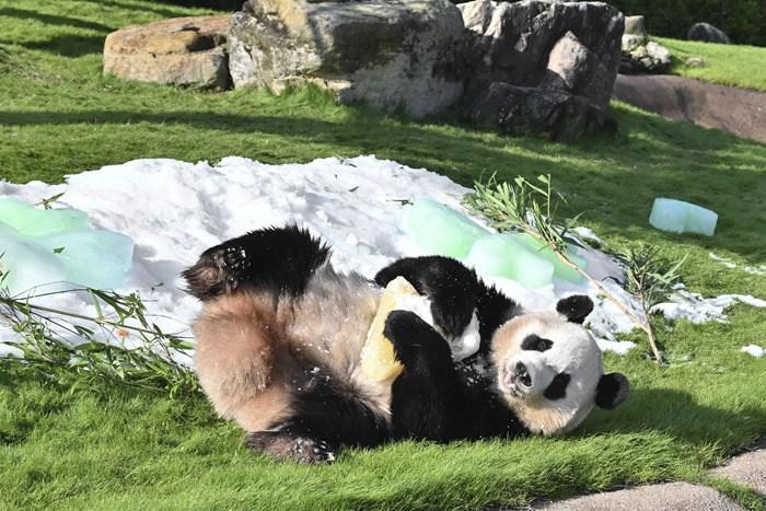 日本動物園為大熊貓楓浜慶祝4周歲生日