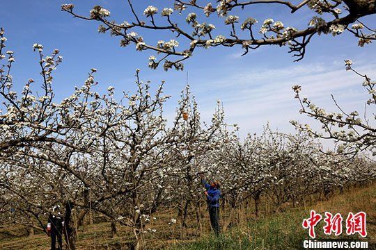 甘肅河西走廊四月千畝梨花盛開(kāi)如雪