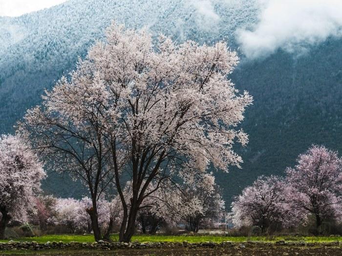 西藏林芝：雨后桃花分外嬌艷